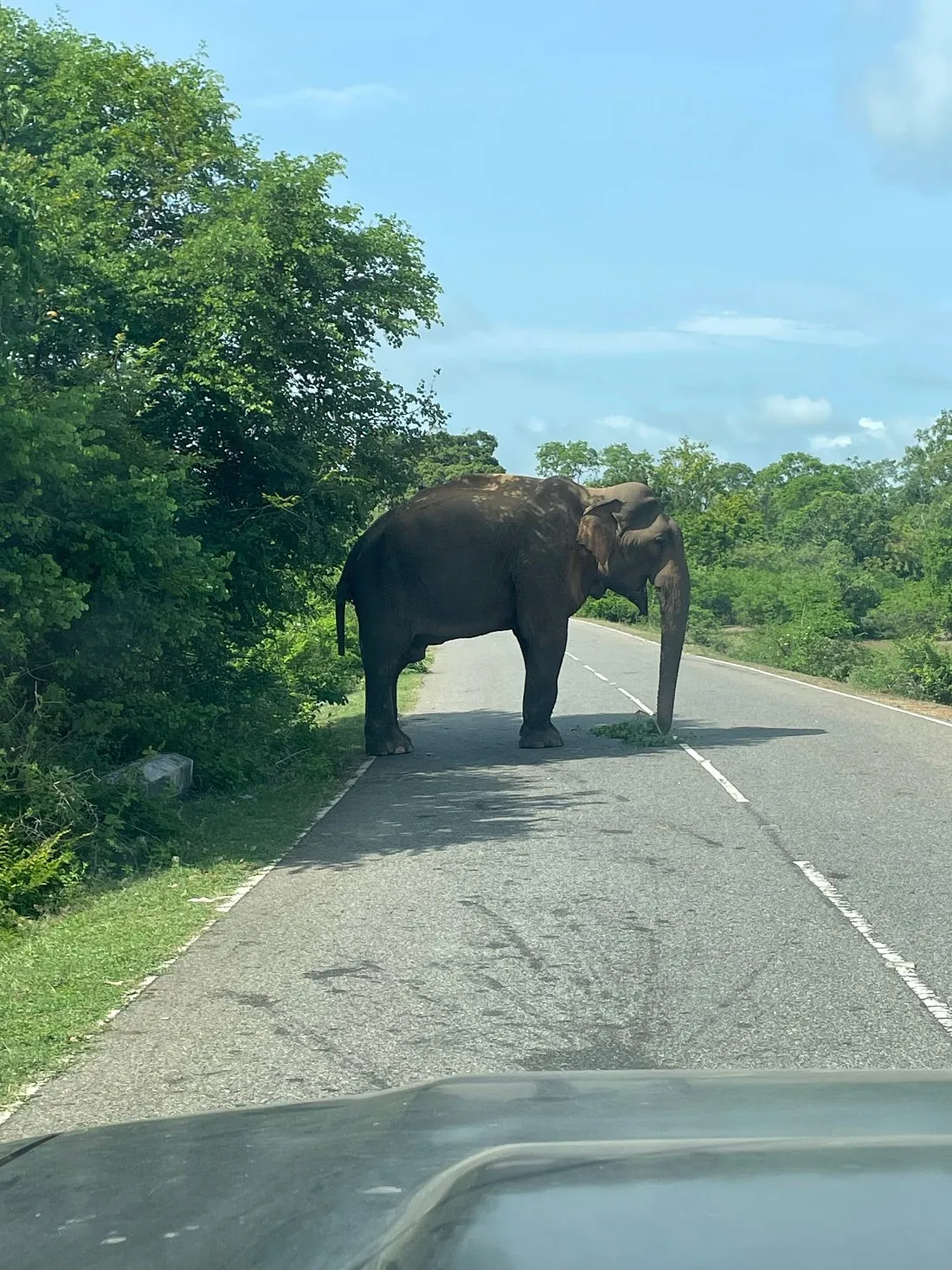 Éléphant sauvage sur la route