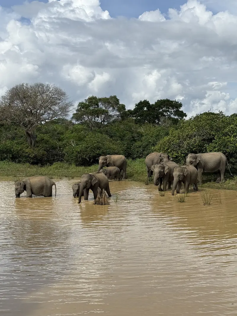 Éléphants sauvages au point d’eau