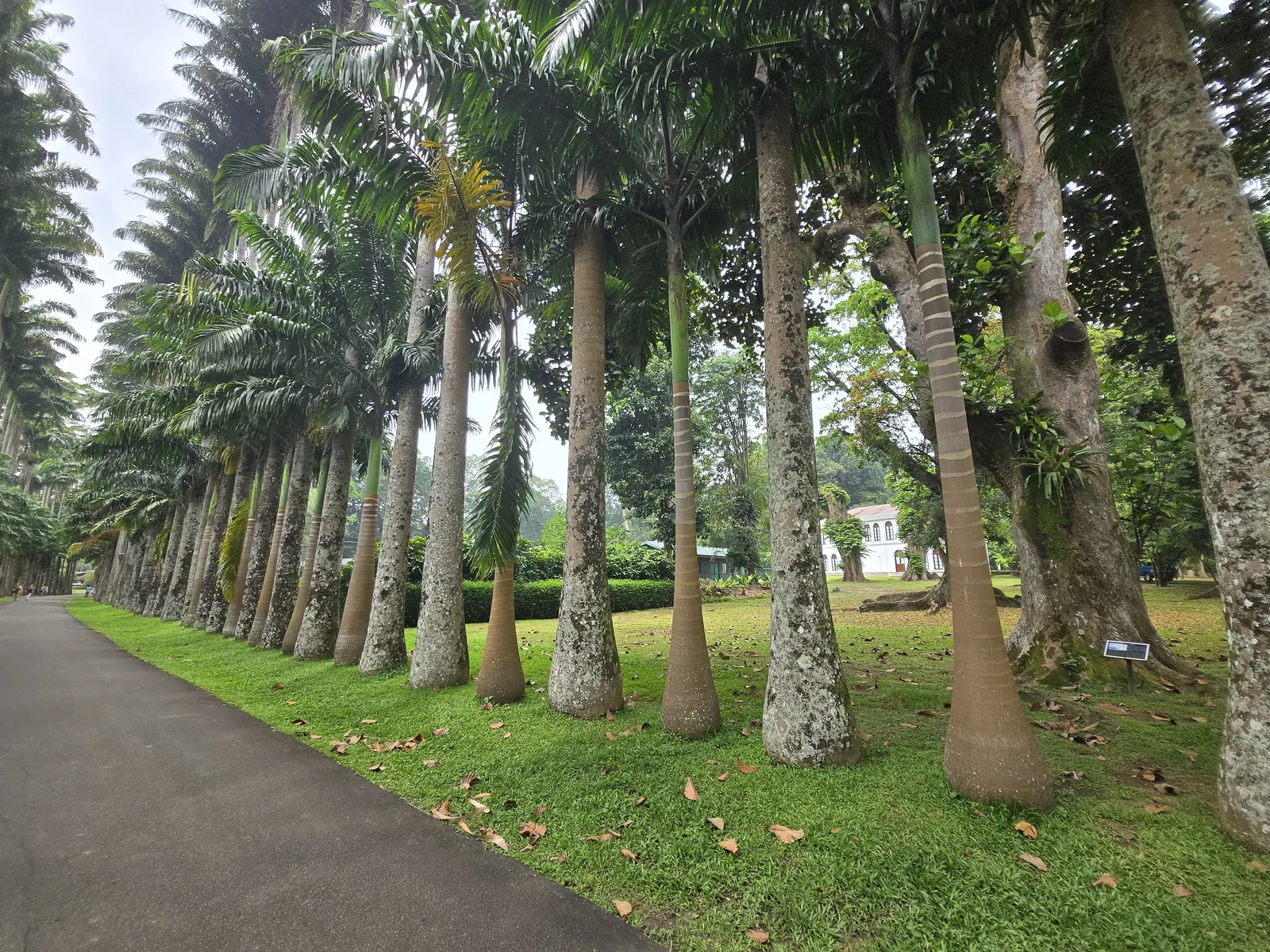 Jardin botanique de Kandy