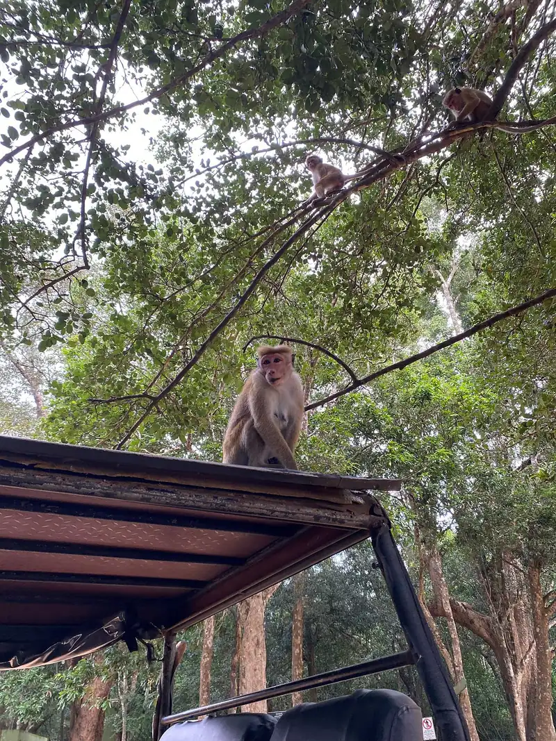 Un macaque curieux sur le toit du 4x4