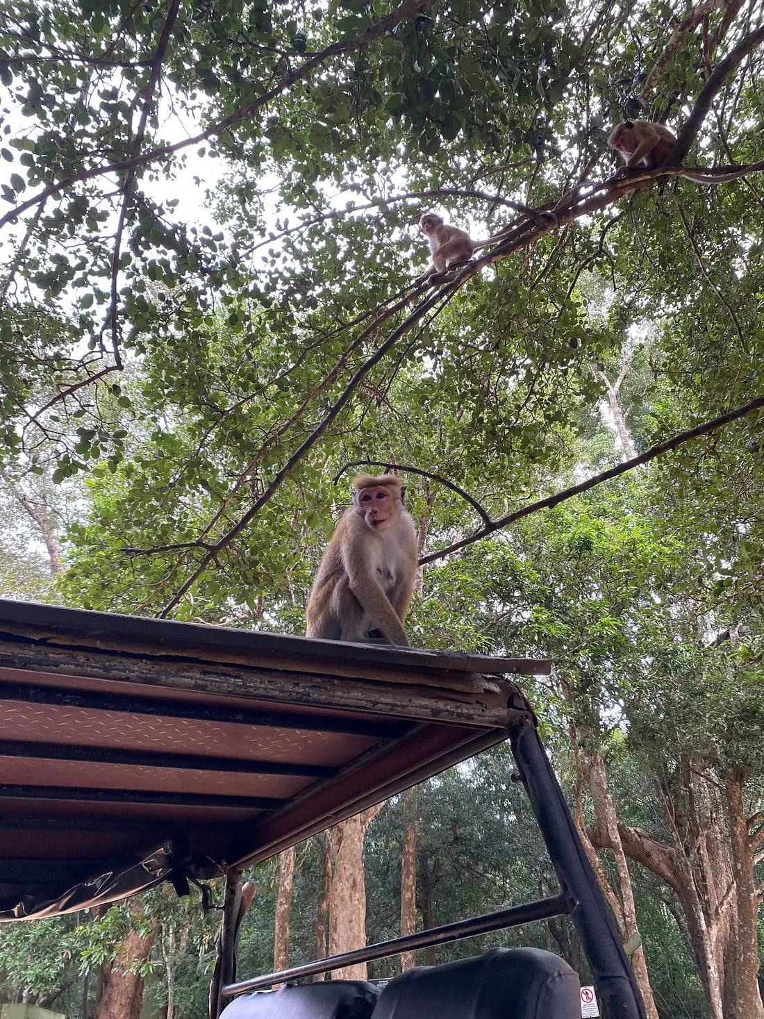 Singe sur le toit du jeep