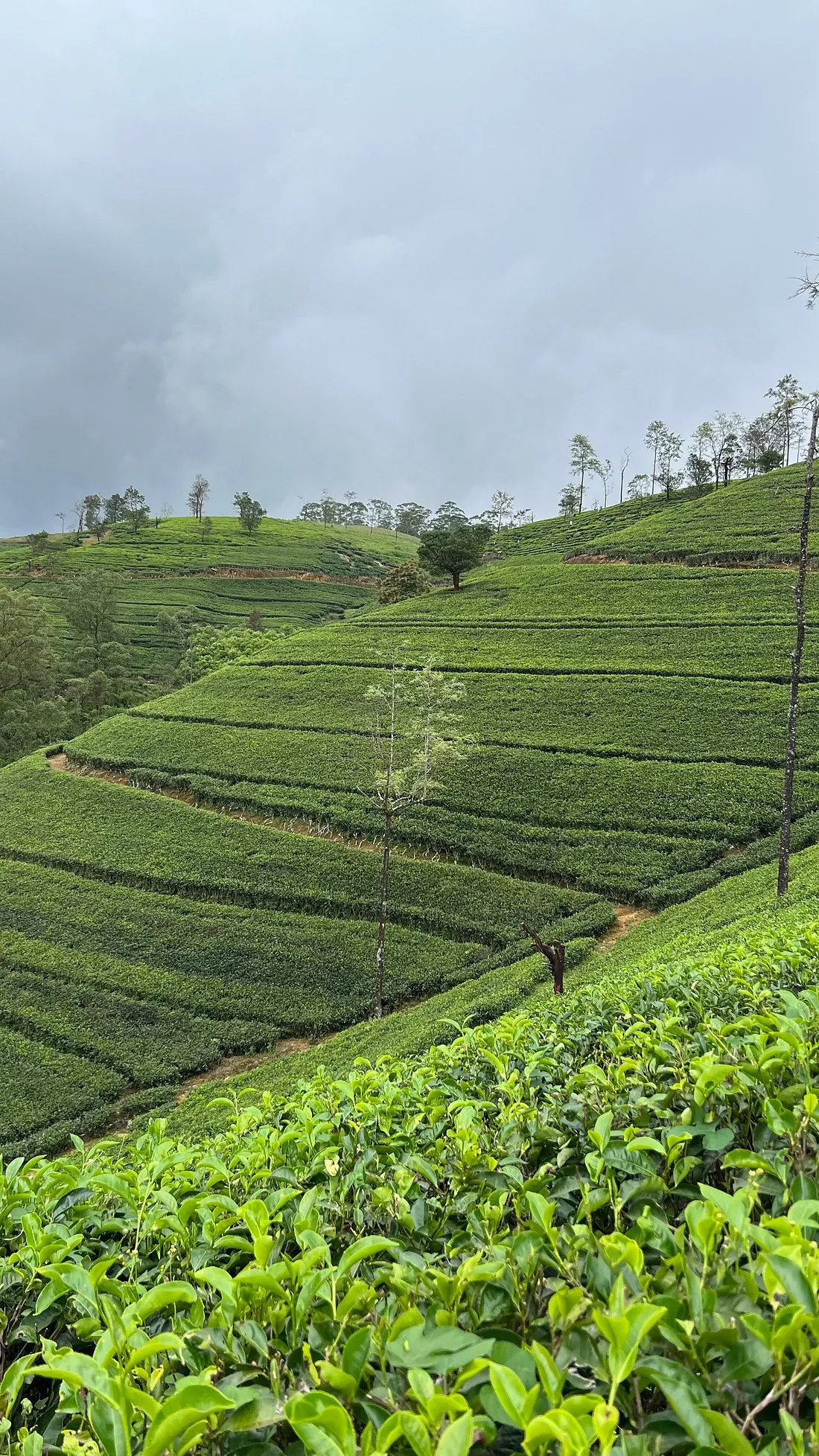 Plantations de thé en terrasses